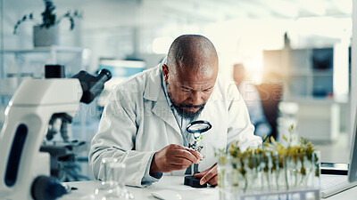 Buy stock photo Magnifying glass, leaf and research with black man in laboratory for gene function, biology and medical. Gmo editing, pharmacy innovation and cell regeneration with person for science and study