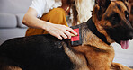Hand, brush and woman in living room with dog for company, commitment and loyalty with animals on floor. Pet care, people and German Shepard in home for bonding, grooming and relax together on carpet