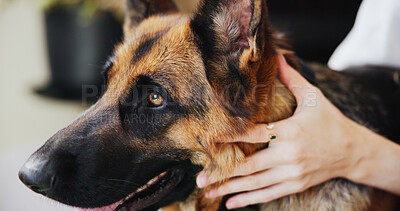 Buy stock photo Relax, love and dog with hands of woman for domestic, bonding and animal adoption. Loyalty, trust and foster pet care with German shepherd and person in home for affection, support and playful