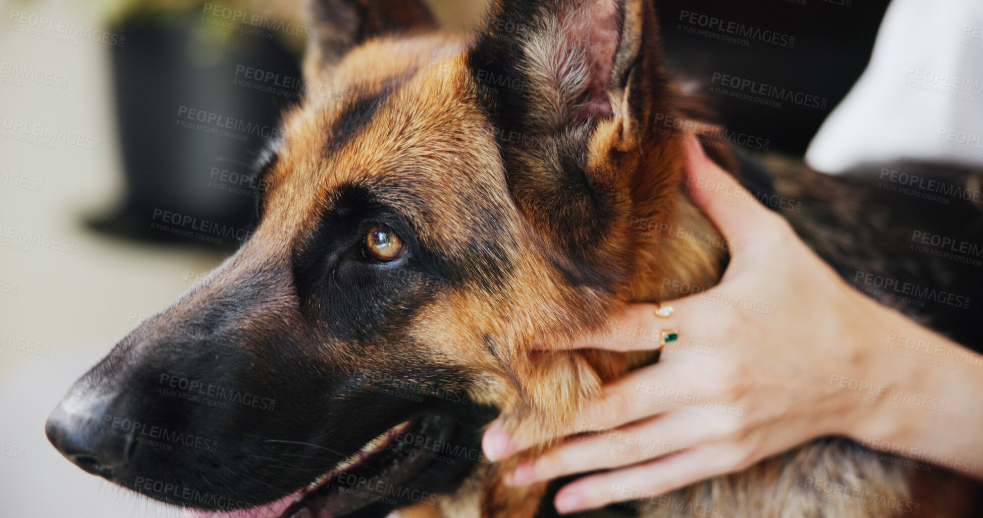 Buy stock photo Relax, love and dog with hands of woman for domestic, bonding and animal adoption. Loyalty, trust and foster pet care with German shepherd and person in home for affection, support and playful