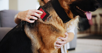 Buy stock photo Hand, brush and pet care in living room with dog for fur cleaning, commitment and animals on lounge floor. Woman, German Shepard and hair inspection in home for bonding, grooming and relax together