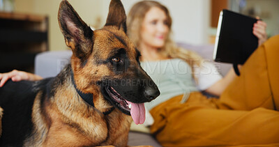 Buy stock photo Woman, dog and relax with tablet for pet insurance, care or love for companion on sofa at home. Female person, animal and break with canine or german shepherd on couch for comfort or cozy shelter