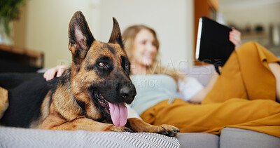 Buy stock photo Woman, dog and relax with tablet on sofa for pet insurance, care or love for companion at home. Female person, animal and break with cozy canine or german shepherd panting on couch for comfort