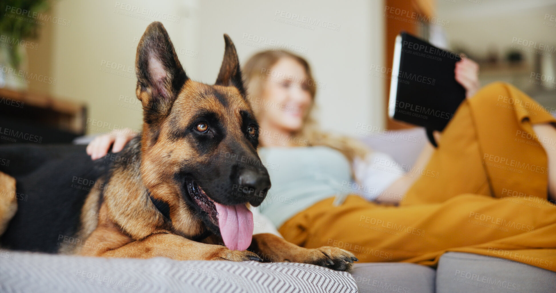 Buy stock photo Woman, dog and relax with tablet on sofa for pet insurance, care or love for companion at home. Female person, animal and break with cozy canine or german shepherd panting on couch for comfort