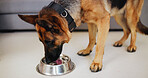 Dog, eating and food in bowl at house for nutrition, pet breakfast and reward for good behaviour. Canine, german shepherd and hungry for snack, healthy diet and treats for training of rescue animal