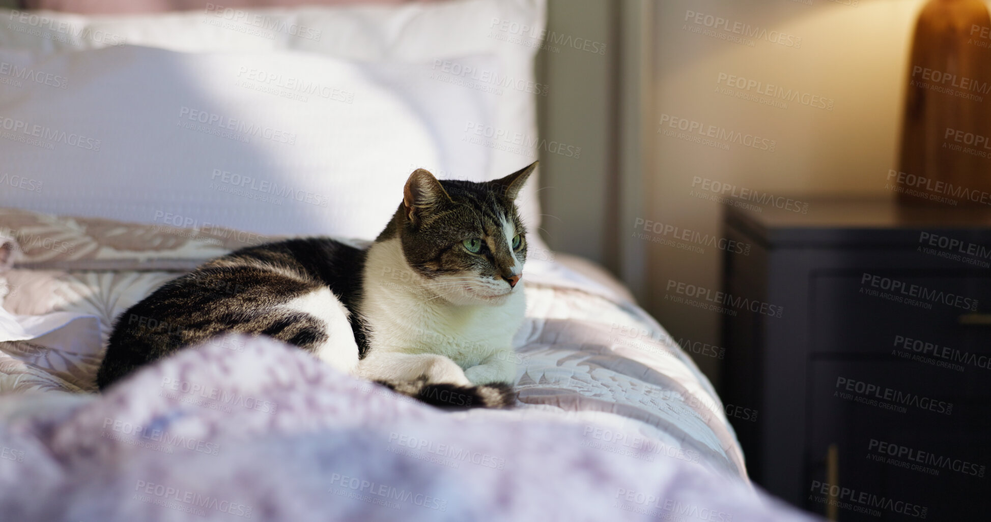 Buy stock photo Relax, peace and thinking with cat on bed for security, feline companion and animal adoption. Comfortable, resting and pet care with domestic kitten in bedroom of home for support, growth or wellness