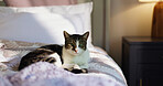 Relax, peace and portrait with cat on bed for security, feline companion and animal adoption. Comfortable, resting and pet care with domestic kitten in bedroom of home for support, growth or wellness