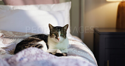 Buy stock photo Relax, peace and portrait with cat on bed for security, feline companion and animal adoption. Comfortable, resting and pet care with domestic kitten in bedroom of home for support, growth or wellness