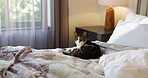Portrait, peace and calm with cat on bed for security, feline companion and animal adoption. Comfortable, resting and pet care with domestic kitten in bedroom of home for support, growth and wellness