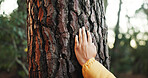 Bark, forest and hand to touch tree outdoor as naturalist, environmentalist or nature lover. Connection, appreciation or closeup of hiker person with texture, earth day and care for environment