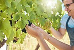 Farmer picking fresh red grapes off plant in vineyard. Young man standing alone and cutting crops and produce to examine them on wine farm in summer. Checking fruit for harvest with a smile in nature