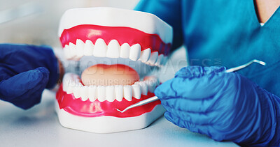 Buy stock photo Dentist, hands and teeth mold with tool for oral consultation, exam or demonstration at clinic. Closeup, orthodontist or cleaning mouth with jaw model for tongue, gum or tooth hygiene at hospital