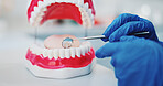 Dentist, tool and hands with mouth model for medical check, teeth hygiene or dental health. Tooth decay, healthcare procedure or person with gloves in clinic for oral care, metal instrument or mold
