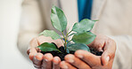 Hands, business person and plant for sustainability, earth day and ecology for financial growth. Closeup, soil and worker with leaves for conservation, climate change and green investment for esg