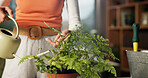 Watering, indoor and hands of woman with plant for healthy leaves, growth and moisture for soil. Home, gardening hobby and person with can for fern maintenance, floral care and natural foliage