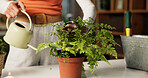 Water, indoor and hands of woman with plant for healthy leaves, growth and moisture for soil. Home, gardening hobby and person with watering can for fern maintenance, floral care and natural foliage