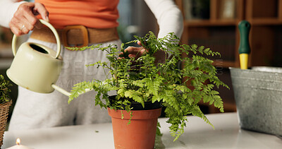 Buy stock photo Water, indoor and hands of woman with plant for healthy leaves, growth and moisture for soil. Home, gardening hobby and person with watering can for fern maintenance, floral care and natural foliage
