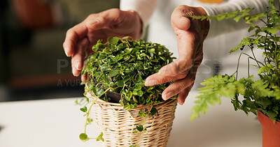 Buy stock photo Home, pot and hands of person with plants in closeup for organic soil, care and hobby. Creeping fig, sustainable and ficus pumila as decoration for natural growth, indoor gardening and maintenance