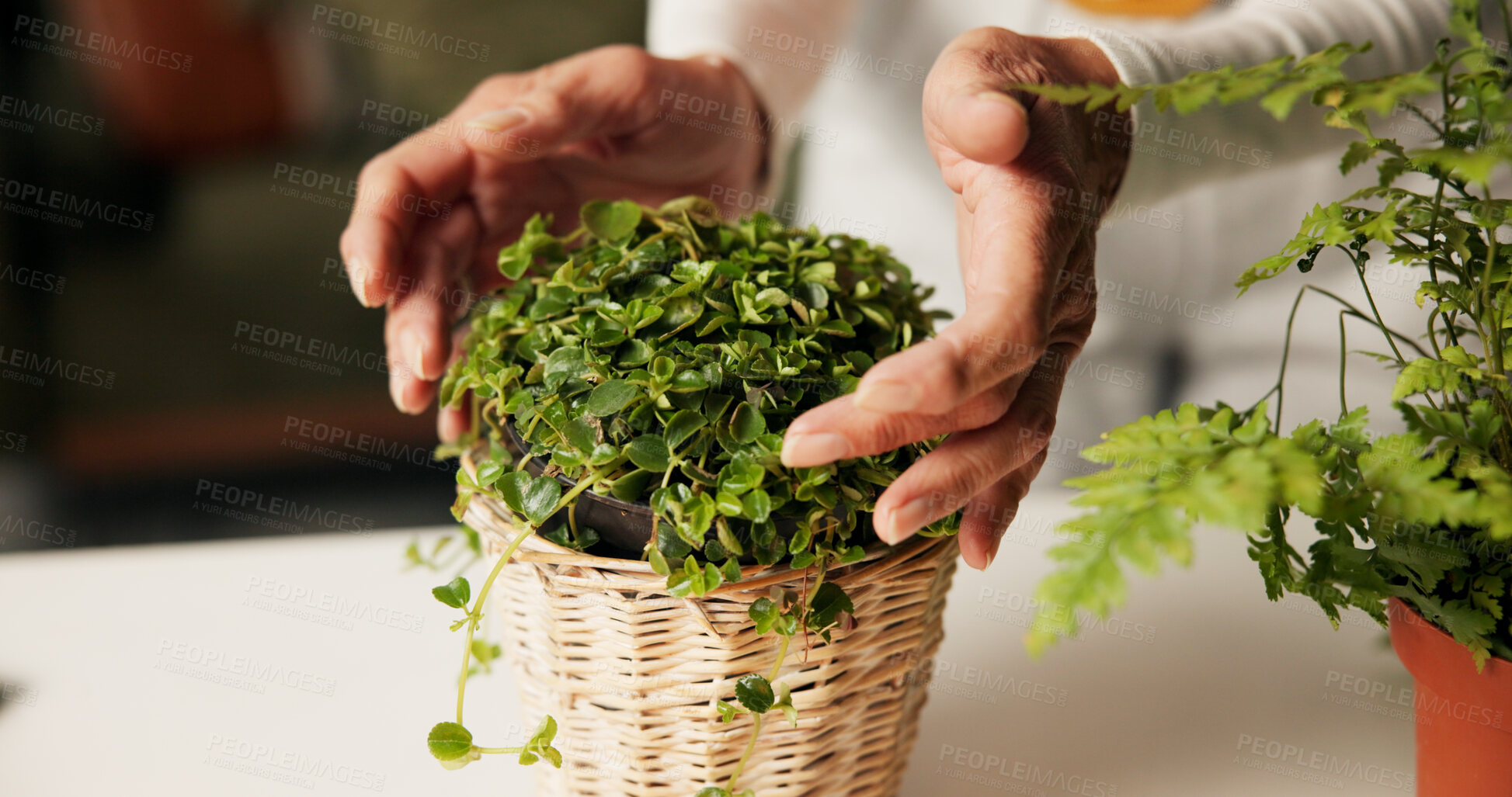 Buy stock photo Home, pot and hands of person with plants in closeup for organic soil, care and hobby. Creeping fig, sustainable and ficus pumila as decoration for natural growth, indoor gardening and maintenance