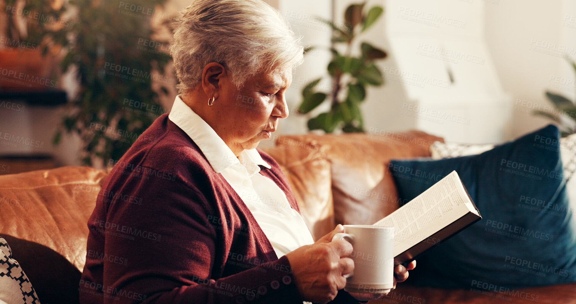 Buy stock photo Senior woman, bible and coffee in home on sofa, reading or study for Christian faith in living room. Elderly person, book or scripture for learning religion, tea cup or knowledge of God in retirement