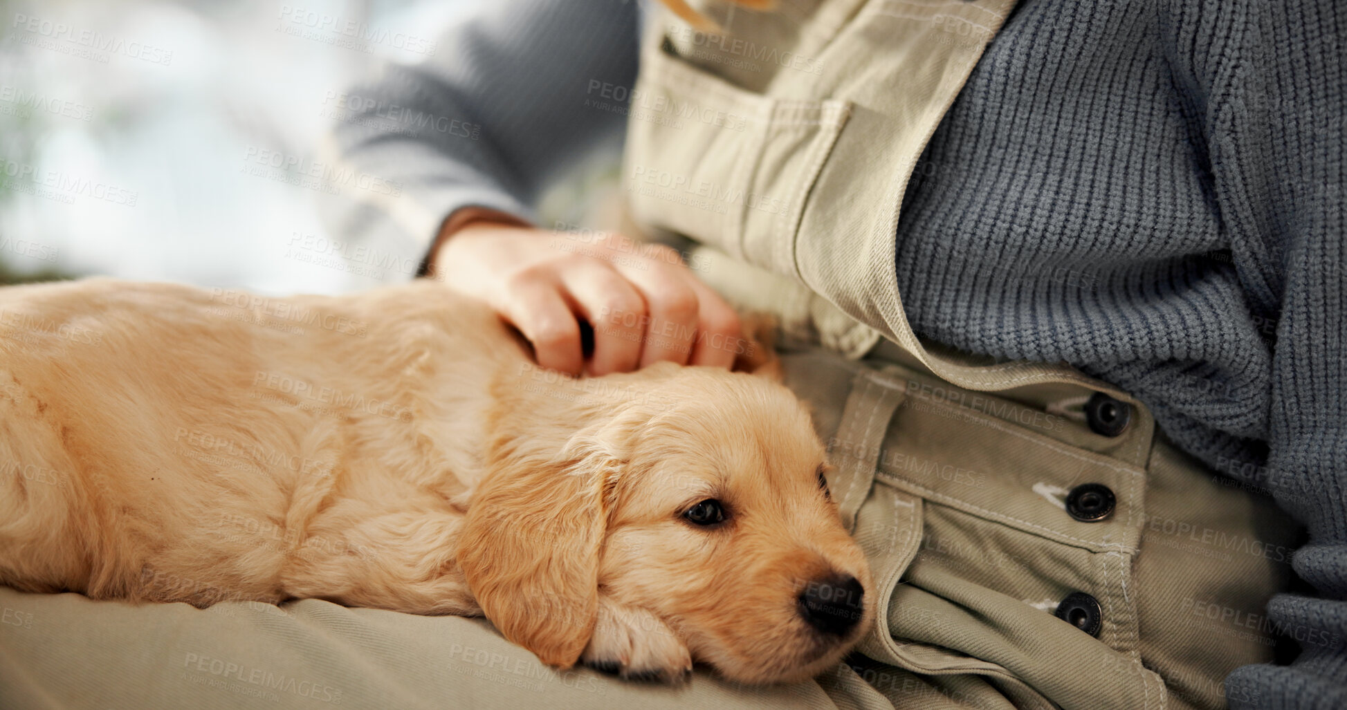 Buy stock photo Hands, scratch puppy and care in home with love, rest and relax with comfort for bonding in morning. Person, dog and pet animal with embrace, cuddle or touch fur with loyalty for support in apartment