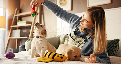 Buy stock photo Toys, playing and woman with puppy in home for learning, development and bonding after adoption. Pet owner, bedroom and person with Golden Retriever dog for relaxing, relationship and animal care