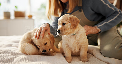 Buy stock photo Woman, hands and dog with puppy or labrador for animal welfare or healthcare on bed in home. Female person, pet owner or rub with breed for comfort, shelter or safety and security in bedroom or house