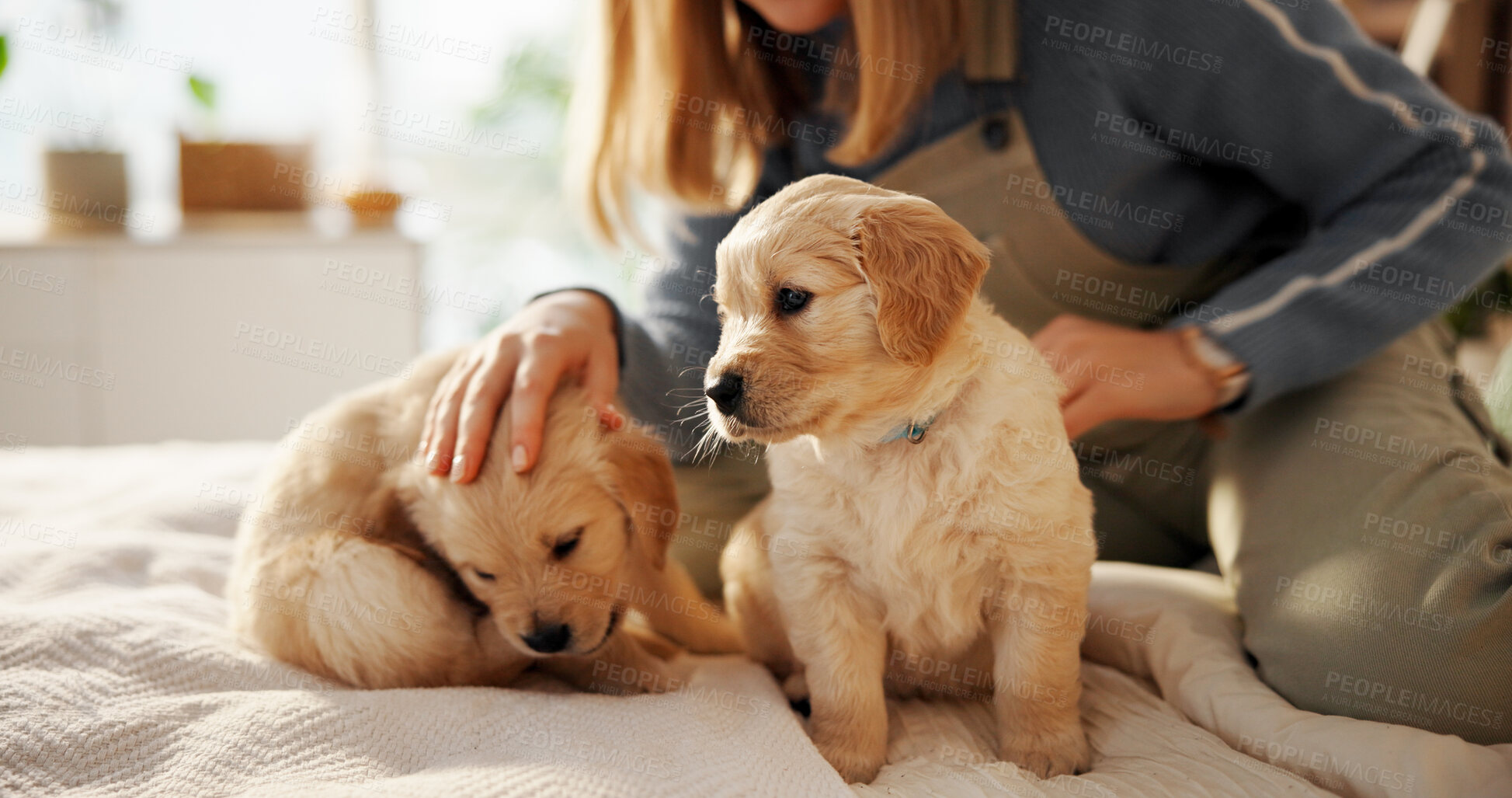 Buy stock photo Woman, hands and dog with puppy or labrador for animal welfare or healthcare on bed in home. Female person, pet owner or rub with breed for comfort, shelter or safety and security in bedroom or house