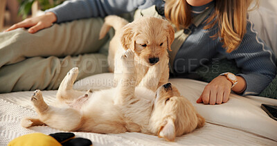 Buy stock photo Home, playing and woman with puppies on bed for learning, development and bonding after adoption. Pet owner, bedroom and person with Golden Retriever dogs for relaxing, relationship and animal care