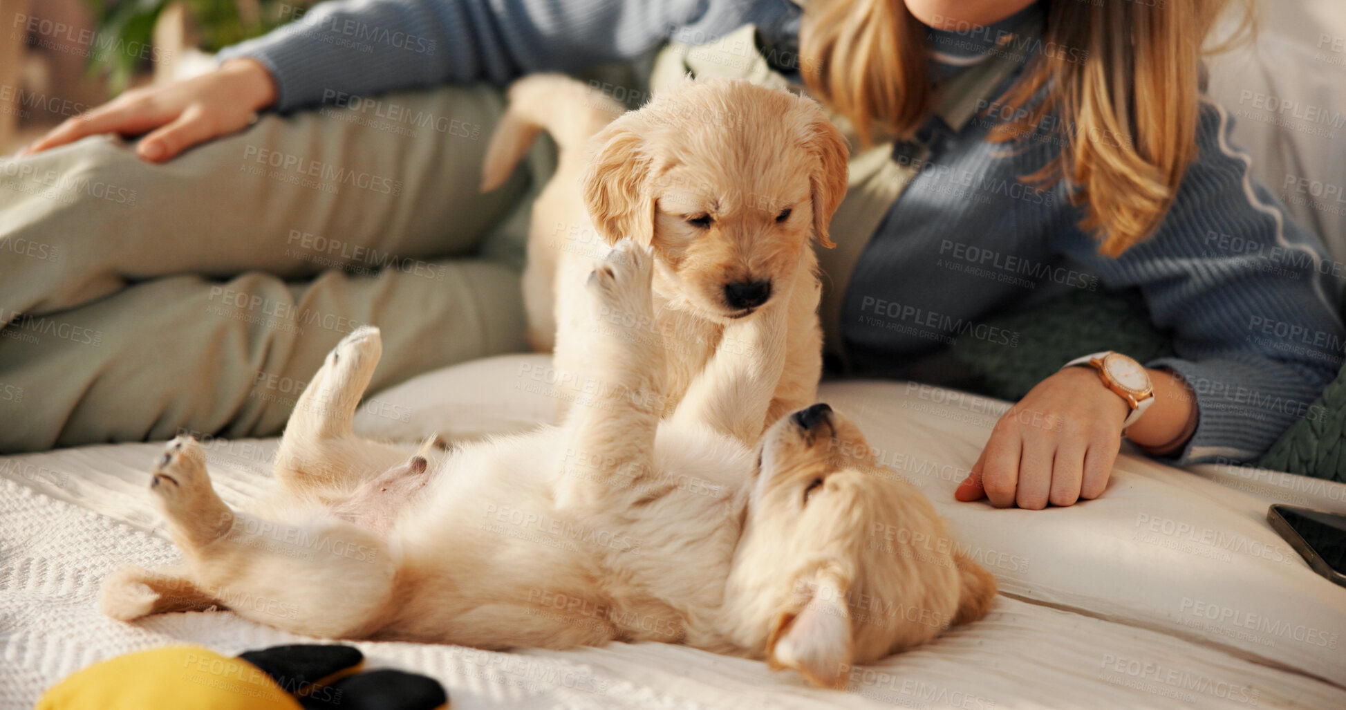 Buy stock photo Home, playing and woman with puppies on bed for learning, development and bonding after adoption. Pet owner, bedroom and person with Golden Retriever dogs for relaxing, relationship and animal care