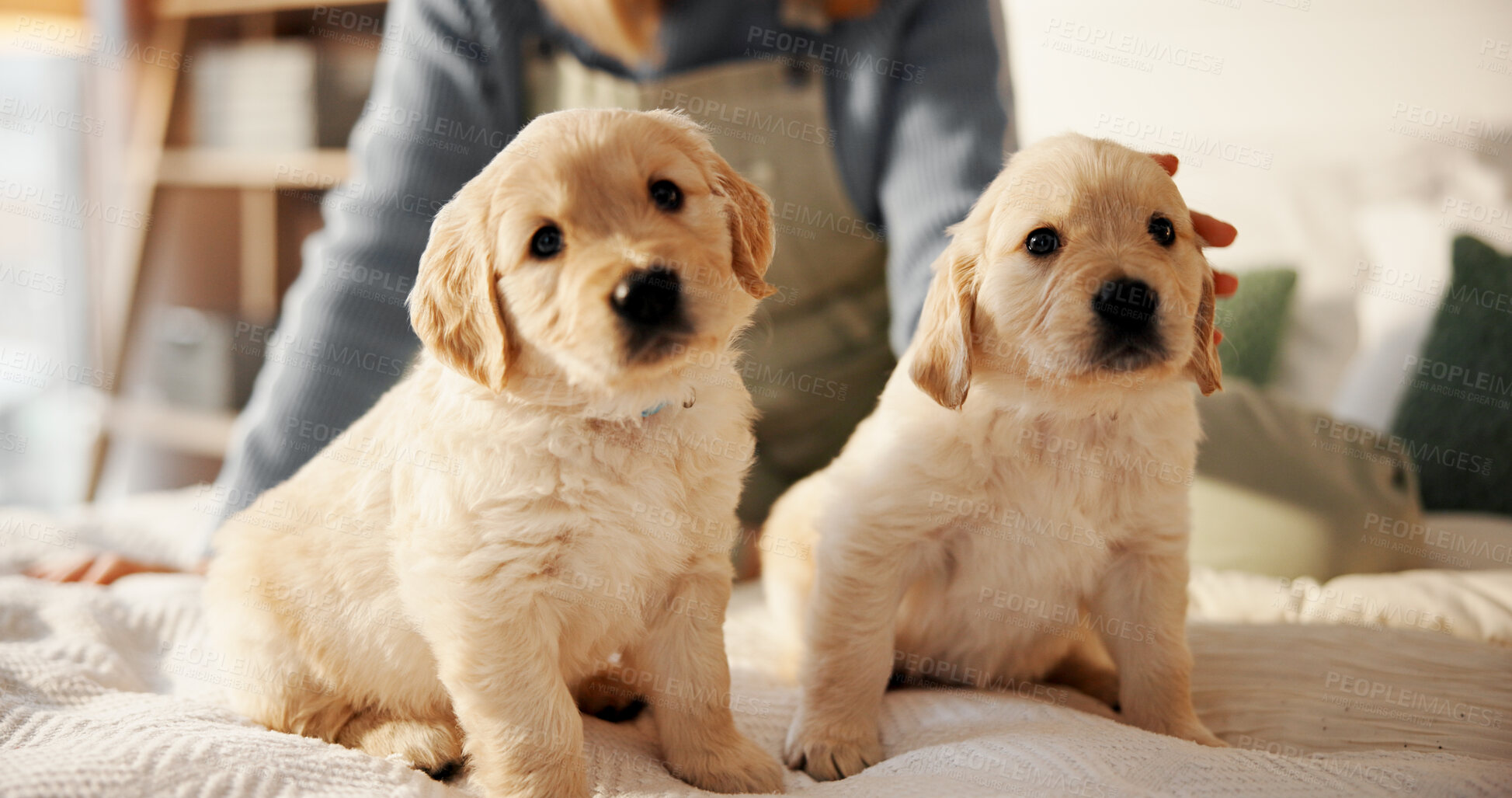 Buy stock photo Person, hands or dog with puppy or labrador for animal welfare or healthcare on bed in home. Cute, pet owner or rub with companion pair for comfort, shelter or safety and security in bedroom or house