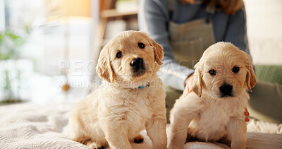 Buy stock photo Pet owner, dogs and labrador with puppy for animal welfare or healthcare on bed in home. Cute, person or rub with companion together for comfort, shelter or safety and security in bedroom or house