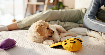 Buy stock photo Toys, playing and woman with puppy on bed for learning, development and bonding after adoption. Pet owner, bedroom and person with Golden Retriever dog for relaxing, relationship and animal care
