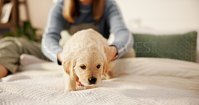 Buy stock photo Woman, hands or playing with dog, Labrador or animal for welfare or puppy healthcare on bed in home. Female person, rub or touch with companion for comfort, shelter or safety and security in bedroom