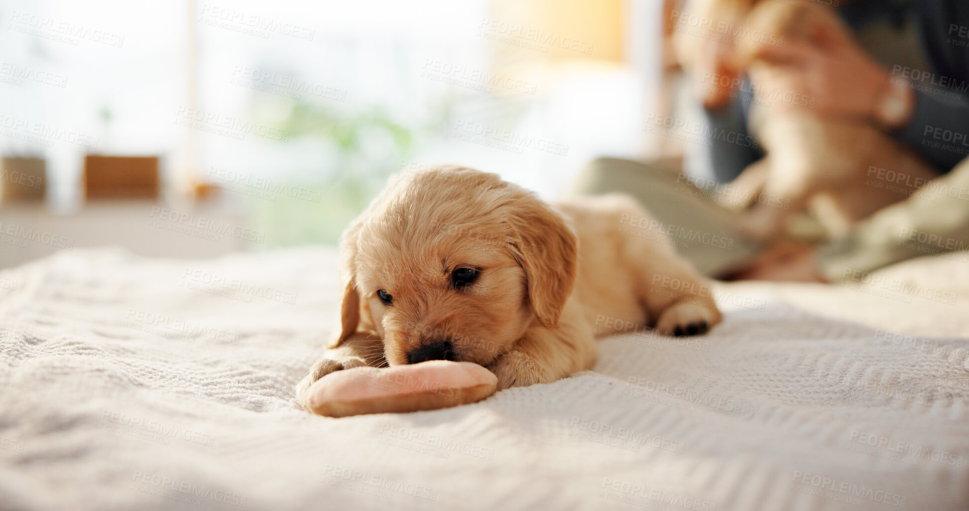 Buy stock photo Dog, puppy and rest on bed at house for comfortable, pet insurance and shelter for animal adoption. Person, labrador breed and playing with toy, chill on blanket and companion loyalty with obedience