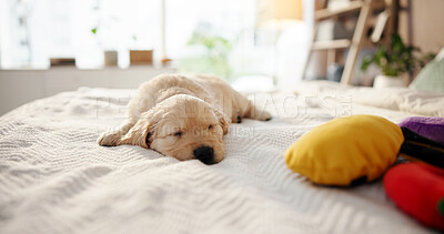 Buy stock photo Dog, puppy and sleep on bed at house for comfortable, pet nap and shelter for animal adoption. Tired, Labrador breed and chill on blanket for exhaustion, companion loyalty and obedience with wellness