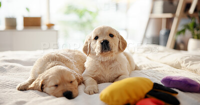Buy stock photo Portrait, dogs and relax on bed at house for comfortable, pet insurance and shelter for animal adoption. Tired, labrador breed and sleeping on blanket, curiosity and companion loyalty with obedience