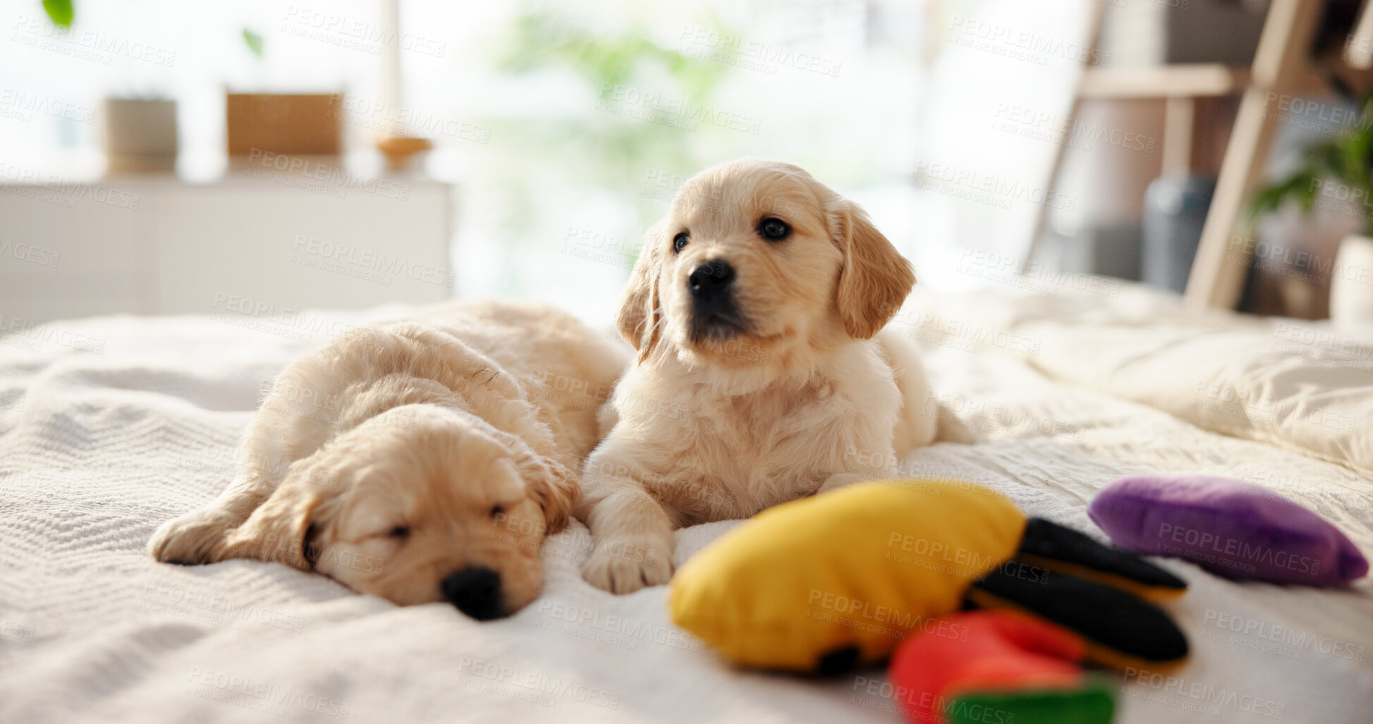 Buy stock photo Dogs, puppy and relax on bed at house for comfortable, pet insurance and shelter for animal adoption. Tired, Labrador breed and sleeping on blanket, chill on duvet and obedience for companion loyalty