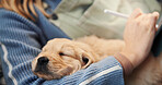 Owner, sleeping and tablet with puppy on lap of person in living room of home for bonding or break. Dog, relax or writing with pet labrador and woman on sofa in apartment for app browsing or rest