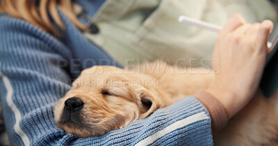 Buy stock photo Owner, sleeping and tablet with puppy on lap of person in home for bonding, break or online study. Dog, relax or writing with pet labrador and university student in apartment for remote education
