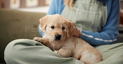 Buy stock photo Cuddle, owner and scratch with puppy on lap of person in living room of home for bonding or relax. Animal, break or dog with pet labrador and woman on sofa in apartment for loyalty or security