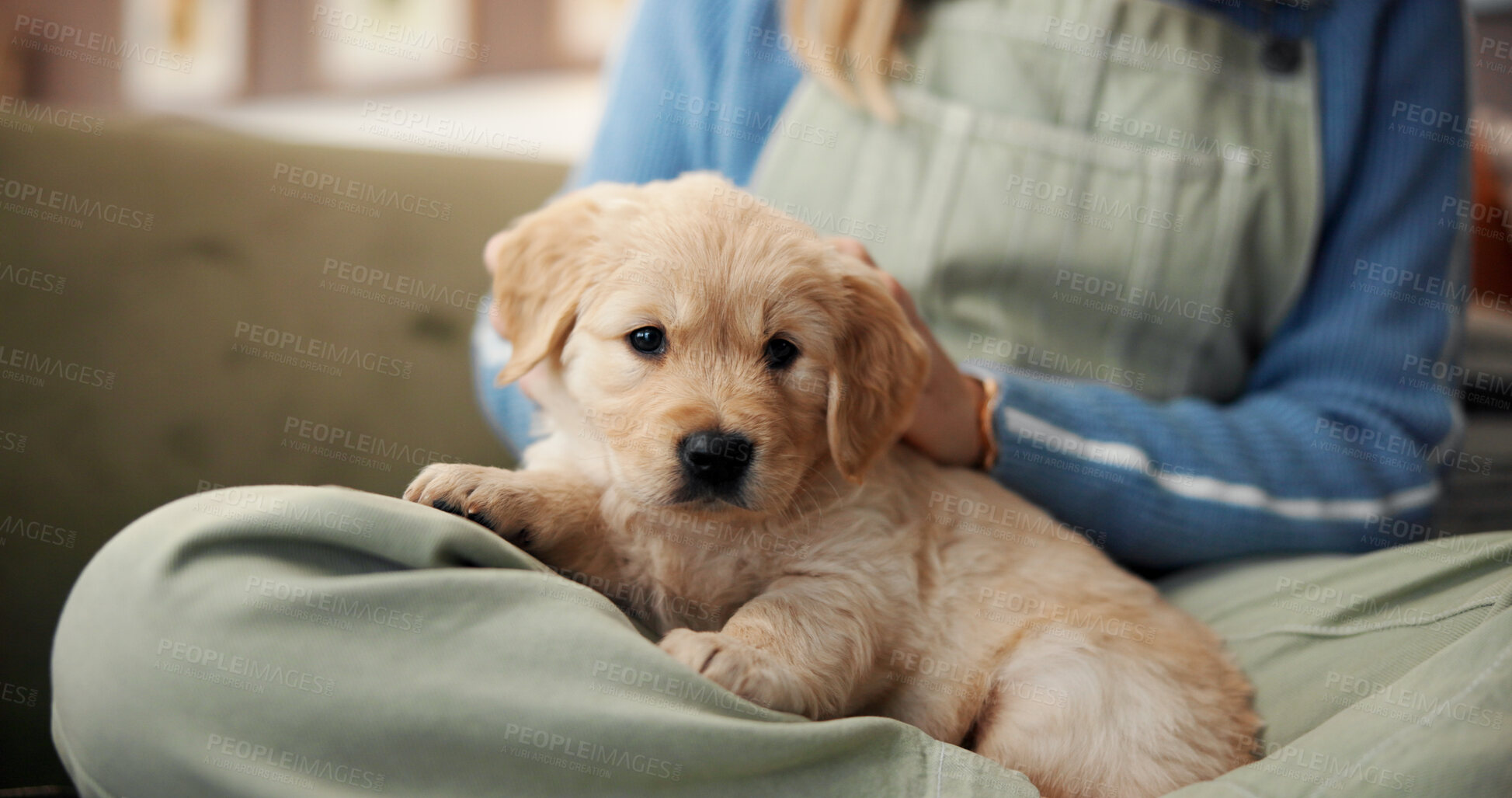 Buy stock photo Cuddle, owner and scratch with puppy on lap of person in living room of home for bonding or relax. Animal, break or dog with pet labrador and woman on sofa in apartment for loyalty or security