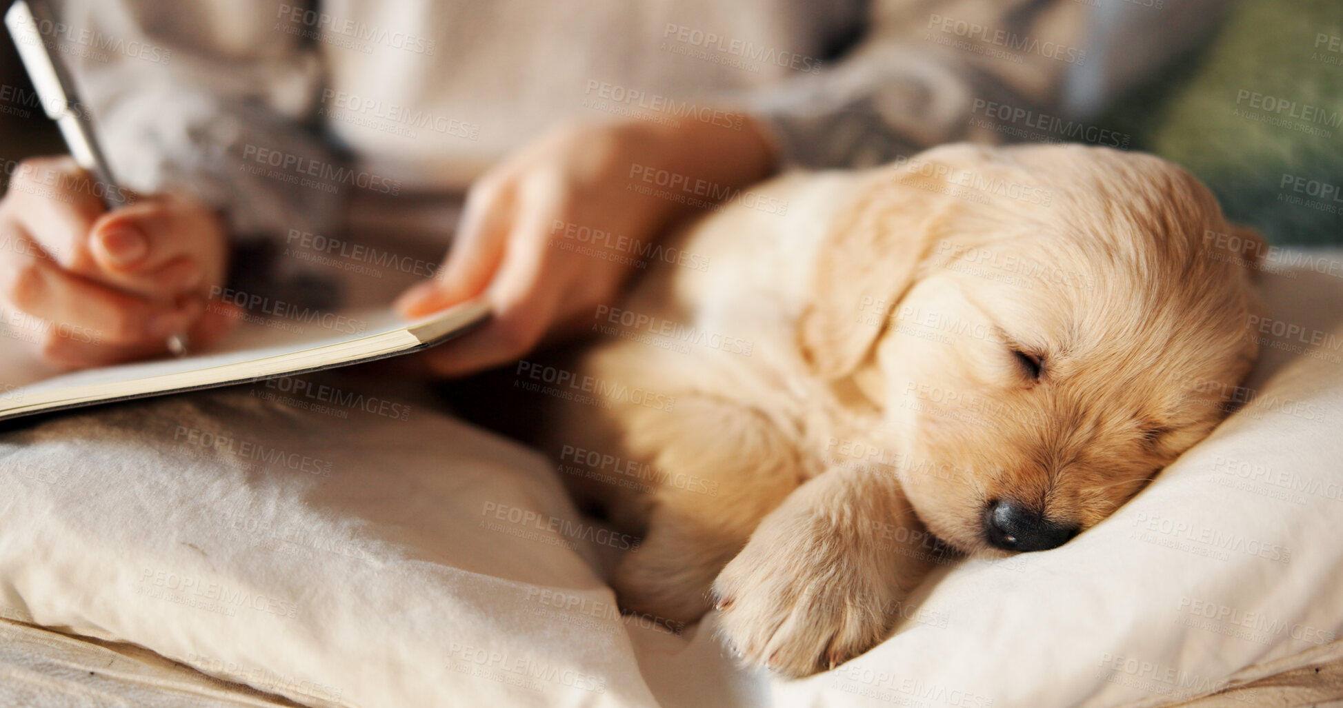 Buy stock photo Sleeping, notebook and puppy with hands of woman in home for relax, training schedule and dreaming. Animal care, to do list planning and golden retriever dog with person writing for pet support