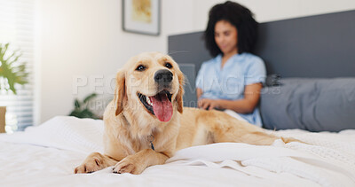 Buy stock photo Portrait, dog and woman on bed, house or golden retriever with loyalty for owner in bedroom or rest. Morning, canine and domestic animal with person in apartment, relax and pet on mattress on weekend