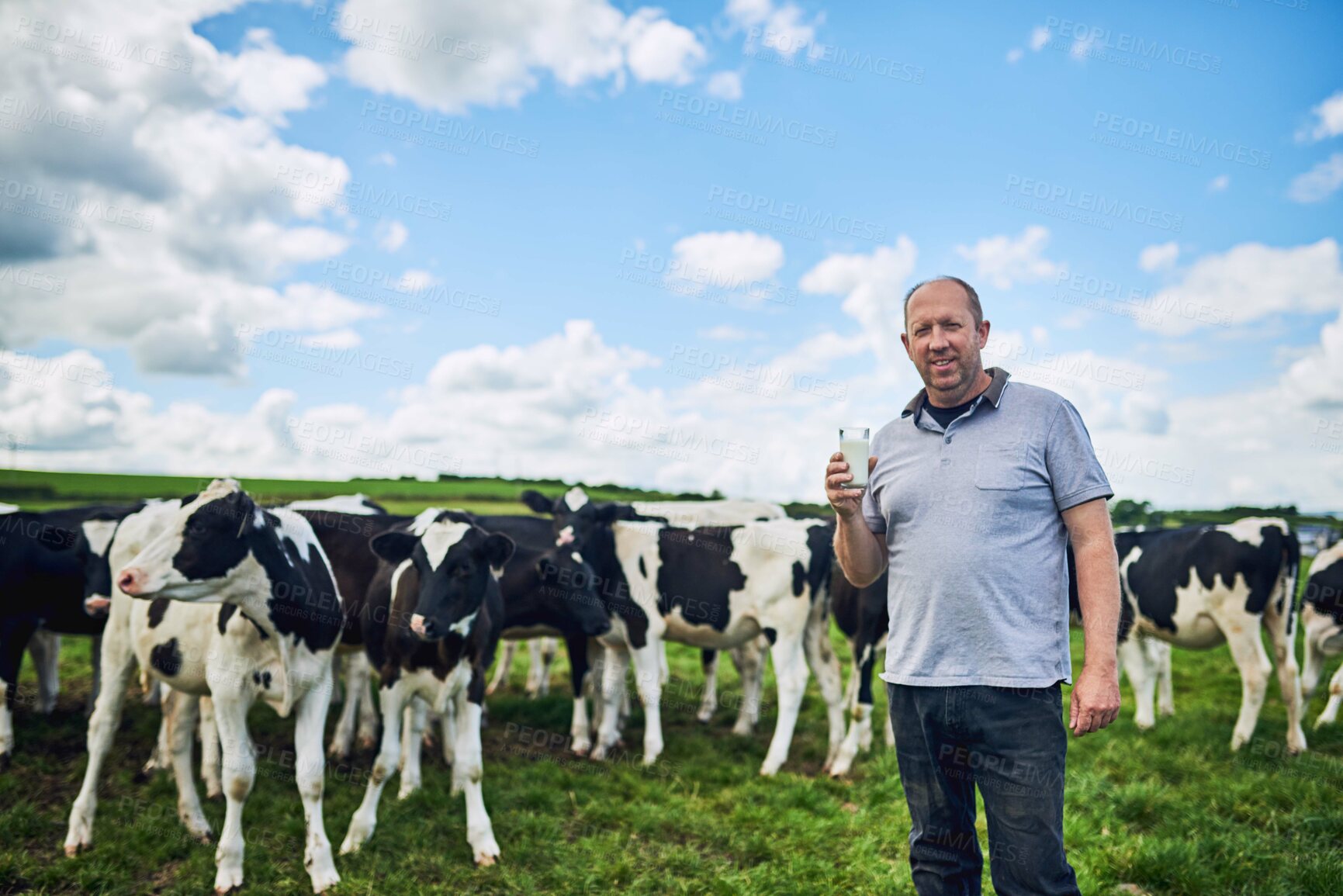 Buy stock photo Cow, farm or portrait of man farmer with milk glass in nature for livestock, business or supply chain startup. Agriculture, sustainability or worker with animals in countryside for dairy production