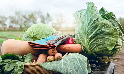 Buy stock photo Vegetable, farming and agriculture during harvest season on an agro farm in the countryside with fresh produce in basket with gardening gloves. Nature, nutrition and ecology in a sustaianble garden
