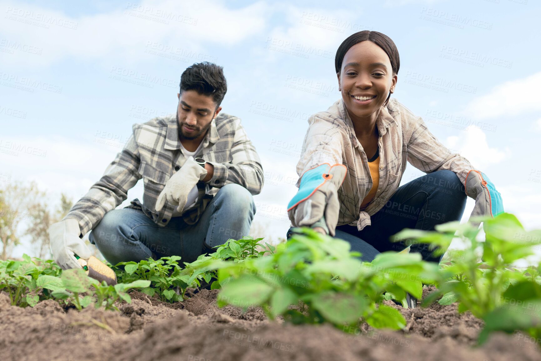 Buy stock photo Farmers, plant vegetables and smile for growth, community garden and green rows. Agriculture, man and woman with saplings, eco friendly and natural life for health, wellness and happy with produce.