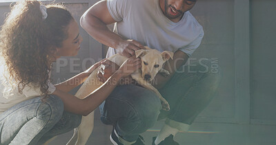 Buy stock photo Charity, volunteers and people with dog, affection or bonding with domestic canine or animal shelter. Community service, man and collaboration with woman, petting and foster care of furry companion