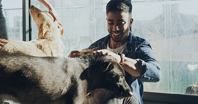 Buy stock photo Man, dogs and happy with stroke at shelter for care, kindness and social responsibility for charity. Person, volunteer service and smile with pet animal, touch or connection for love at foster center