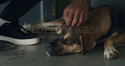 Buy stock photo Adoption, pets and hands of person with dog for bonding, companion and comforting in kennel. Animal shelter, rescue sanctuary and man with canine for foster care, volunteer work and community service